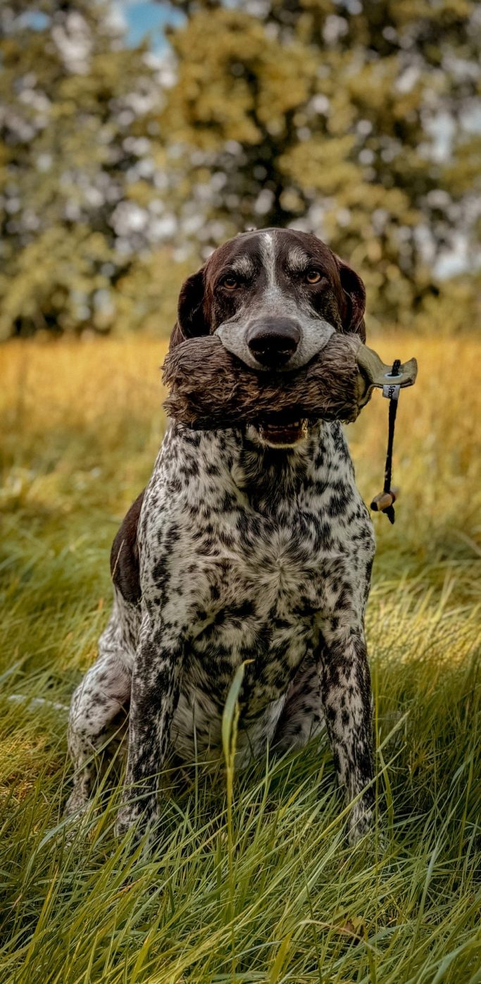 Brauner Hund mit geflecktem Fell sitzt im Gras und hält einen Knochen im Maul.