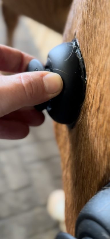 Hand drückt einen schwarzen Melkbecher gegen die braune Haut eines Tieres.